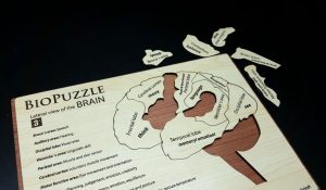 Bio Puzzle Brain